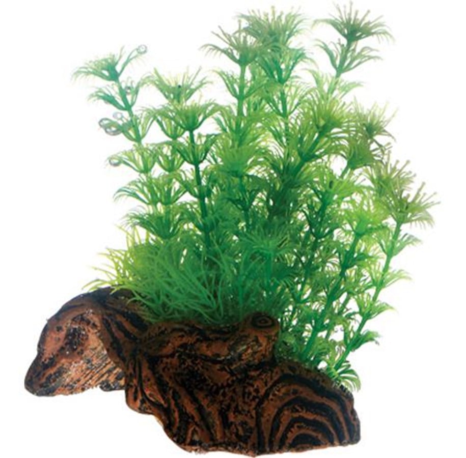 Fische - Dohse Flora Root 3 S 17 cm - P51597