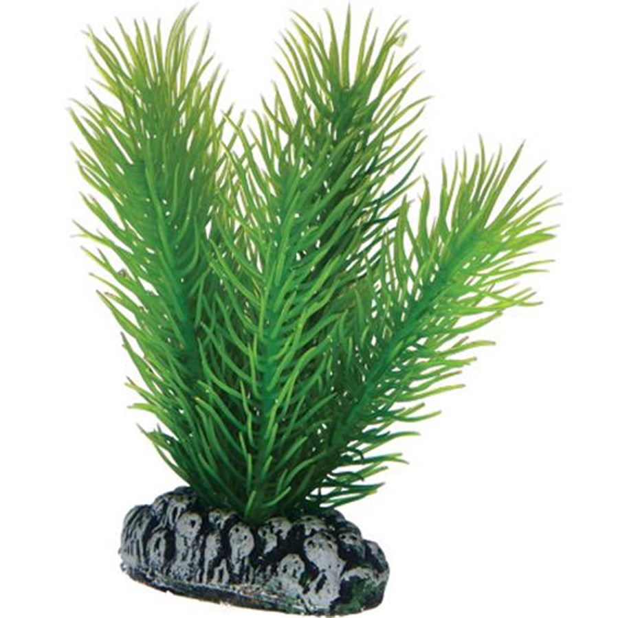 Fische - Dohse Mayaca 7 cm - P51584
