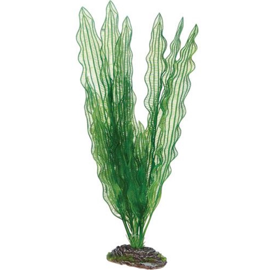 Fische - Dohse Aponogeton 39 cm - P51579