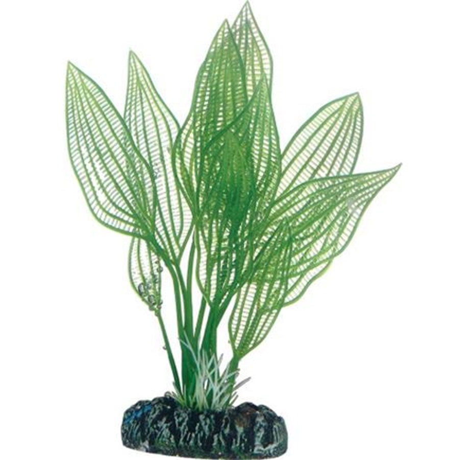 Fische - Dohse Aponogeton 16 cm - P51577