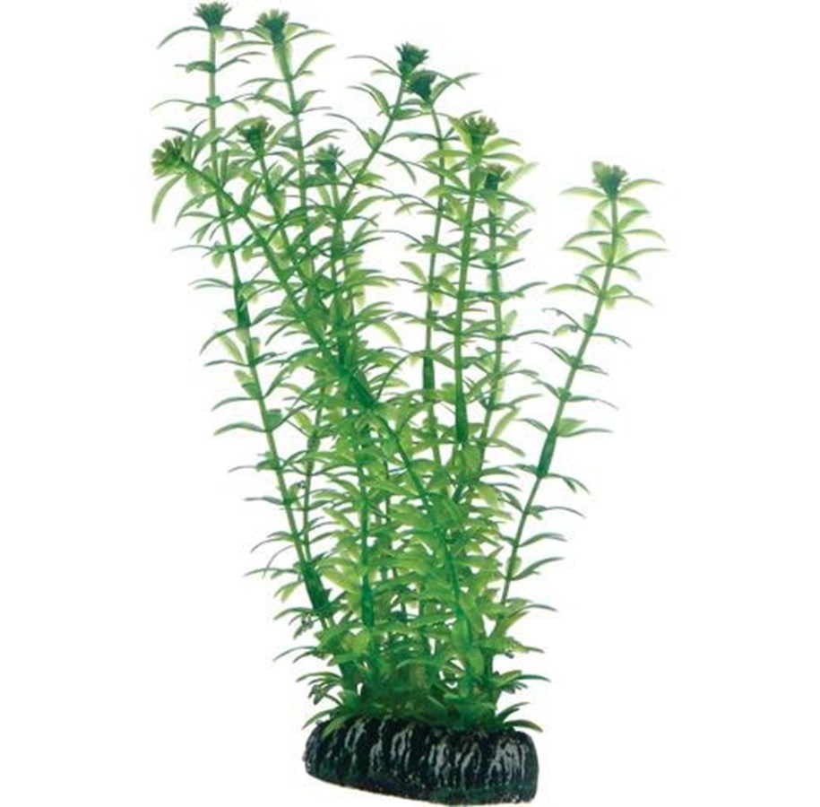 Fische - Dohse Lagarosiphon 20 cm - P51574