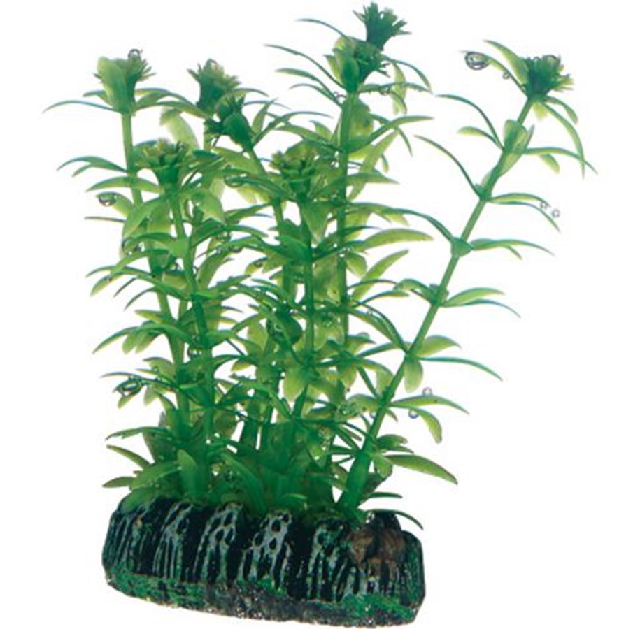 Fische - Dohse Lagarosiphon 7 cm - P51573