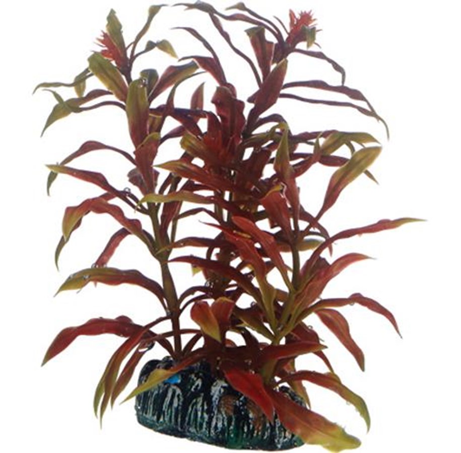 Fische - Dohse Nesaea 13 cm - P51570