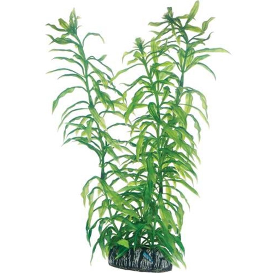 Fische - Dohse Heteranthera 25 cm - P51566