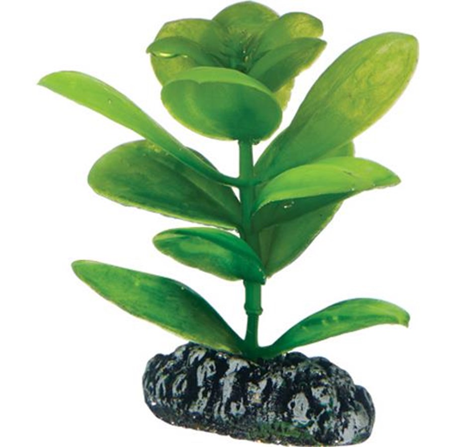 Fische - Dohse Saururus 7 cm - P51562