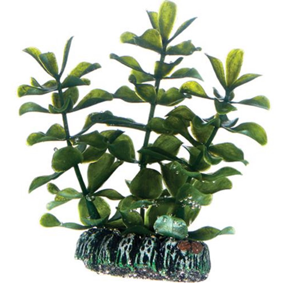Fische - Dohse Bacopa 7 cm - P51555