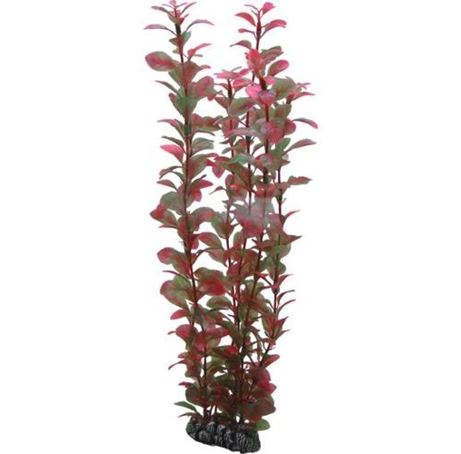 Fische - Dohse Ludwigia 34 cm - P41520