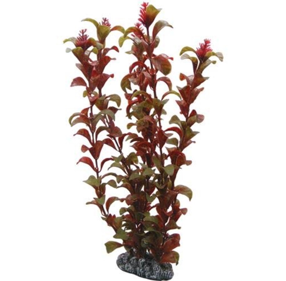 Fische - Dohse Rotala 30 cm - P41518