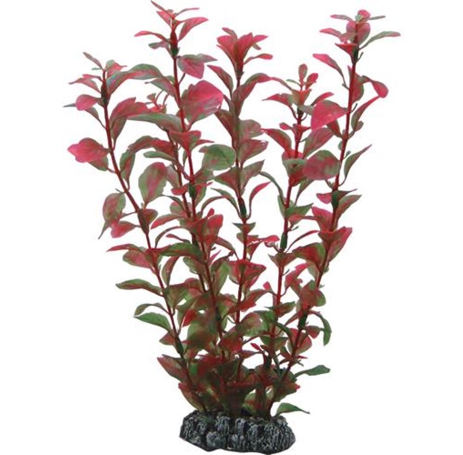 Fische - Dohse Ludwigia 25 cm - P41516