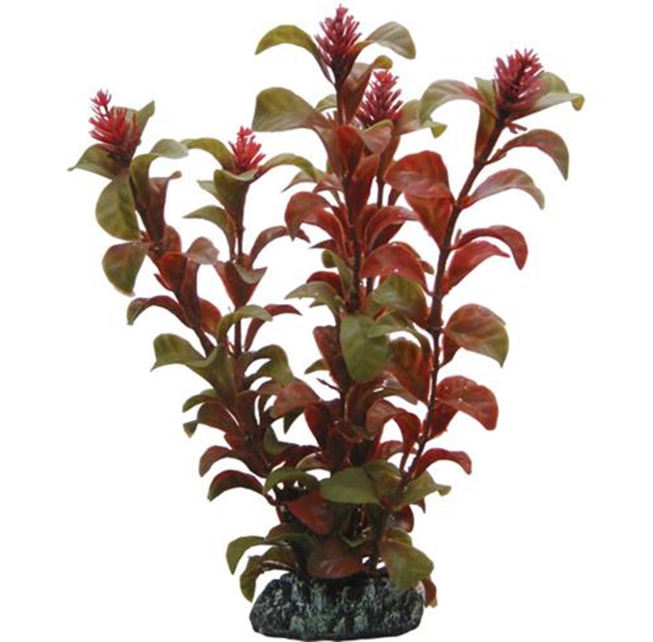 Fische - Dohse Rotala 16 cm - P41514
