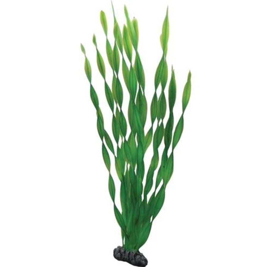 Fische - Dohse Vallisneria 46 cm - P41509