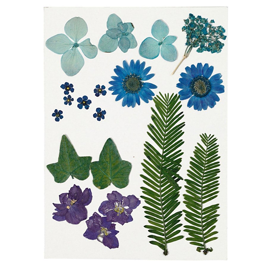 Kunst & Handwerk Ausstattung - Creativ Company Dried Flowers and Leaves Blue 19 pcs. - 504472