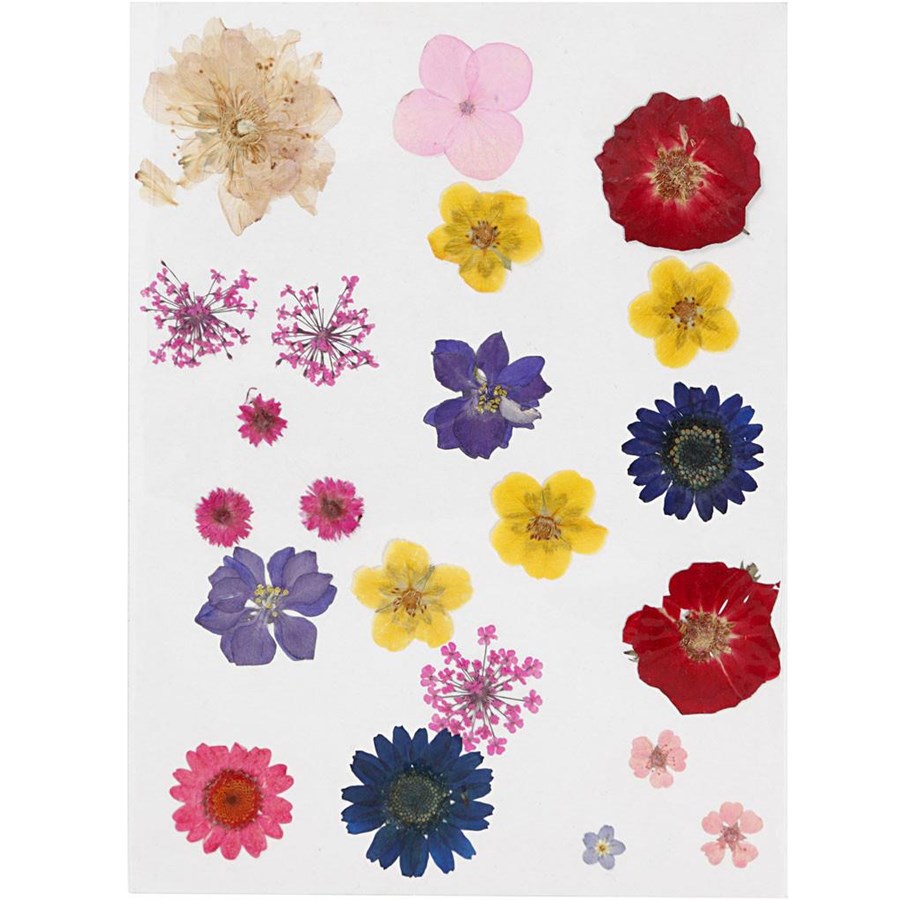 Kunst & Handwerk Ausstattung - Creativ Company - Dried Flowers and Leaves Various Colors - 504475