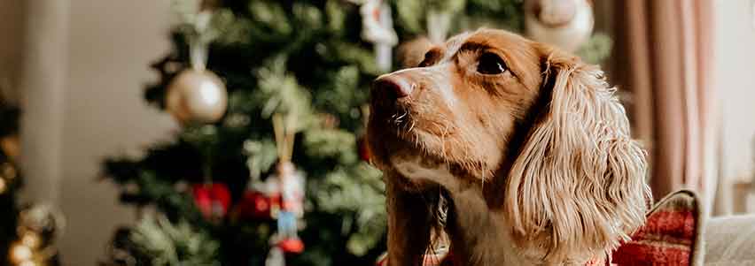 Weihnachtsgeschenkideen für Hunde